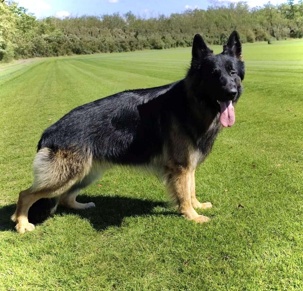 Publication : De La Louve Noire D'Alsace Auteur : De la louve noire d'Alsace