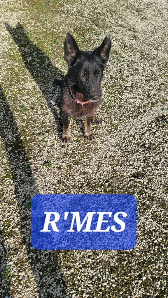 Publication : Du domaine de maryanne Auteur : prod hon sylvain