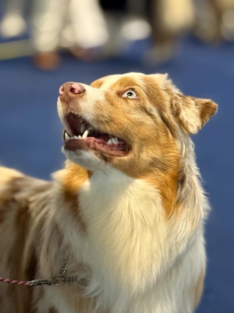 Publication : De La Légende De Lorelei