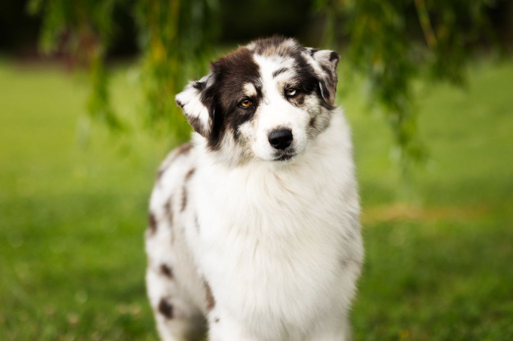 Publication : Of Salsa's Stars