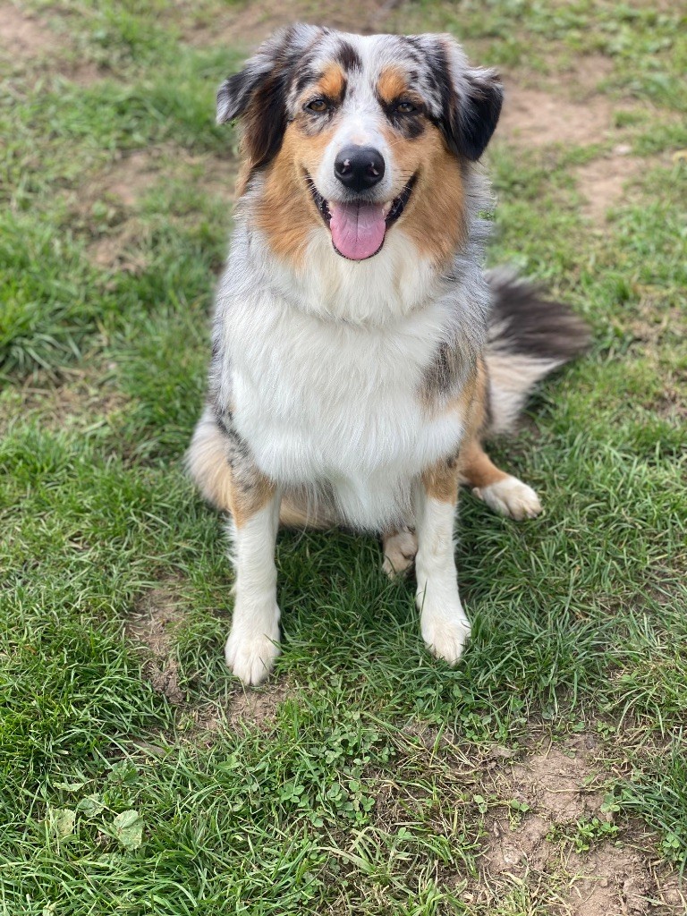 Publication : De La Porte Du Haut-barr Auteur : Charles KLEIN