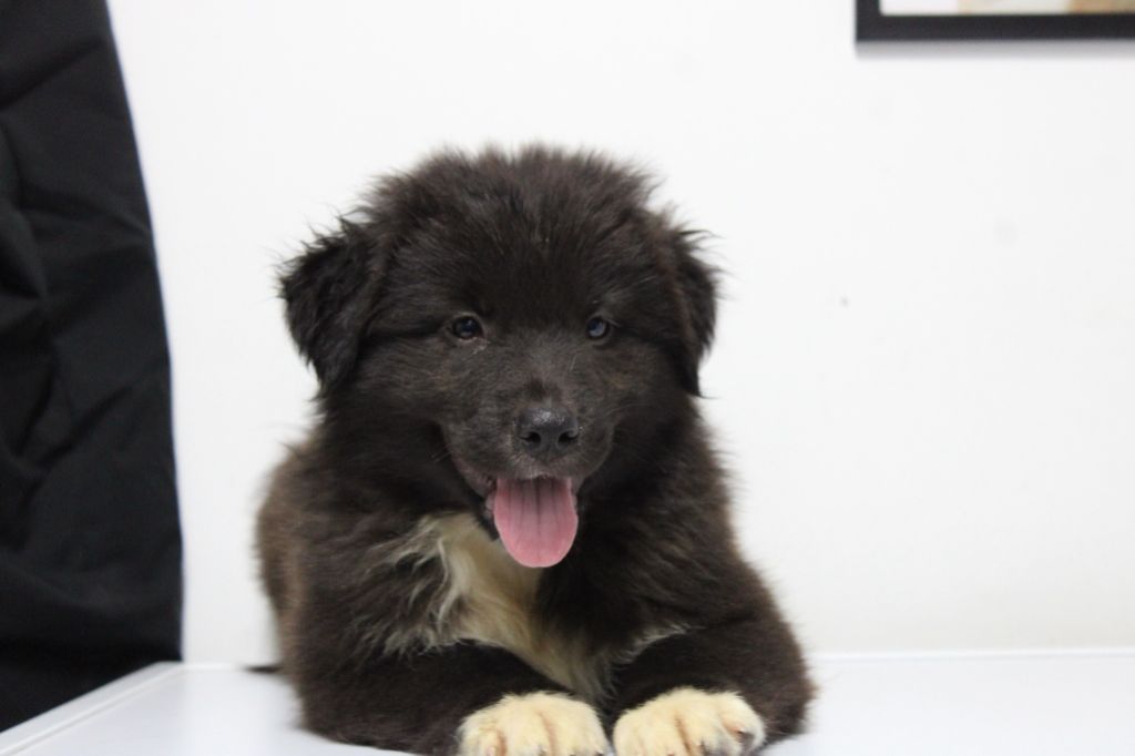 Publication : White Snow Sheperds 