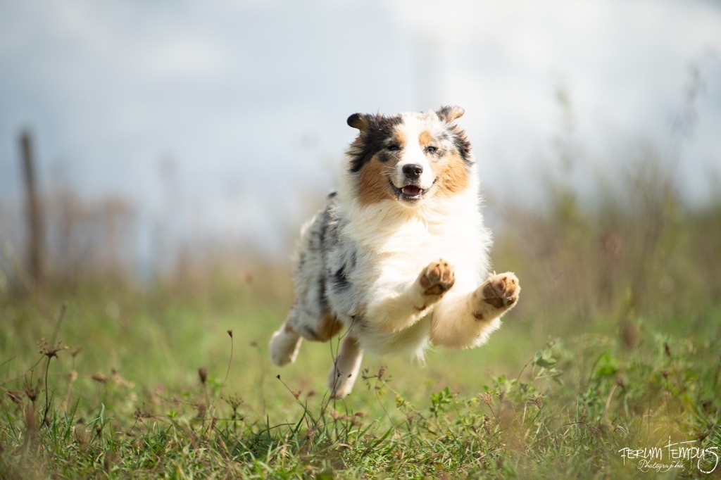 Publication : De La Tour Brune 