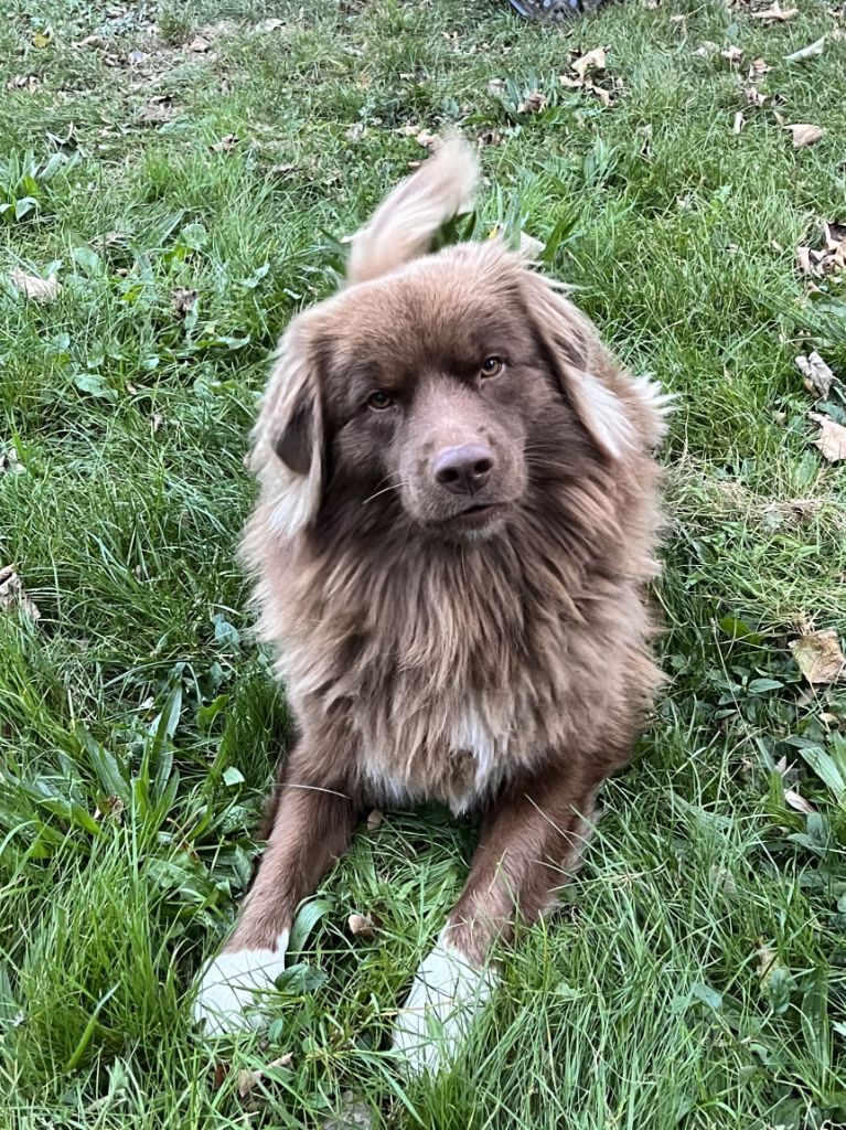 Publication : de la Forêt de Corthomel 