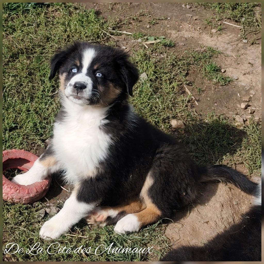 Publication : De La Cité Des Animaux 