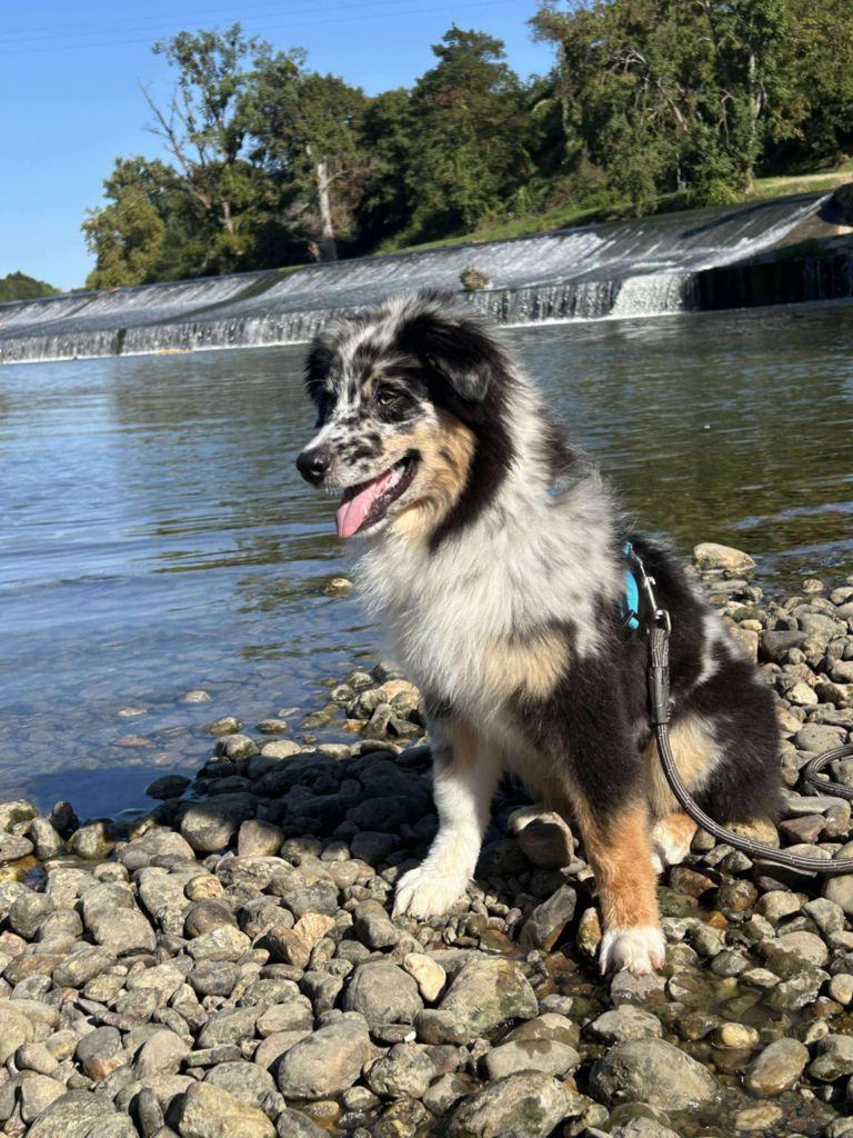 Publication : Des Hauts Du Bédat Auteur : Des Hauts du Bédat