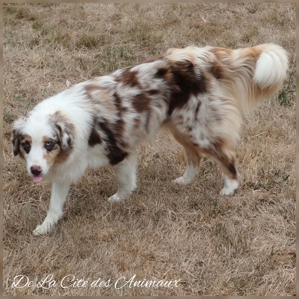 Publication : De La Cité Des Animaux 