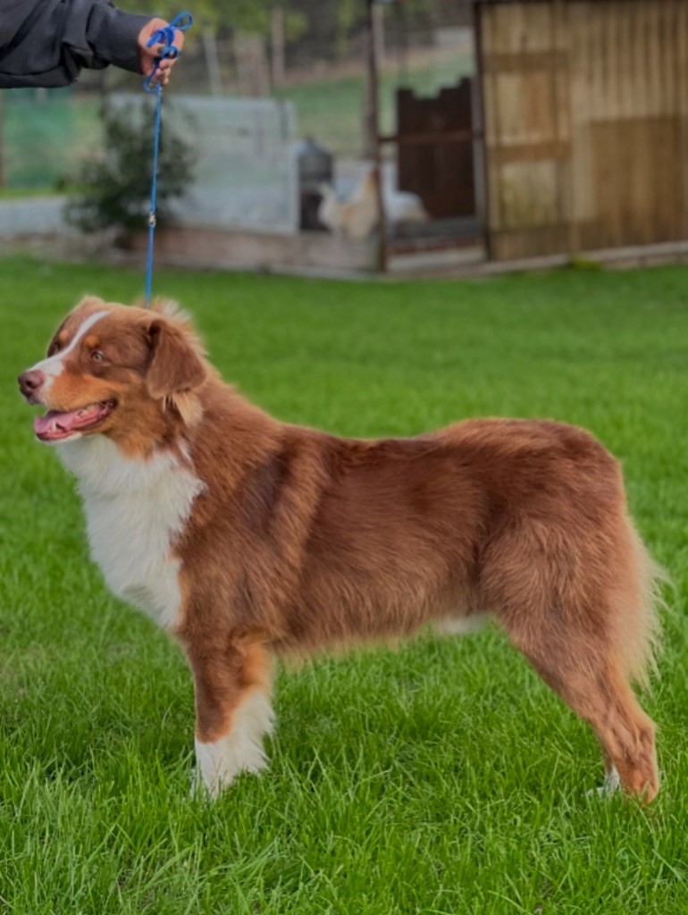 Publication : du clos du lambon Auteur : Elevage du clos du lambon 