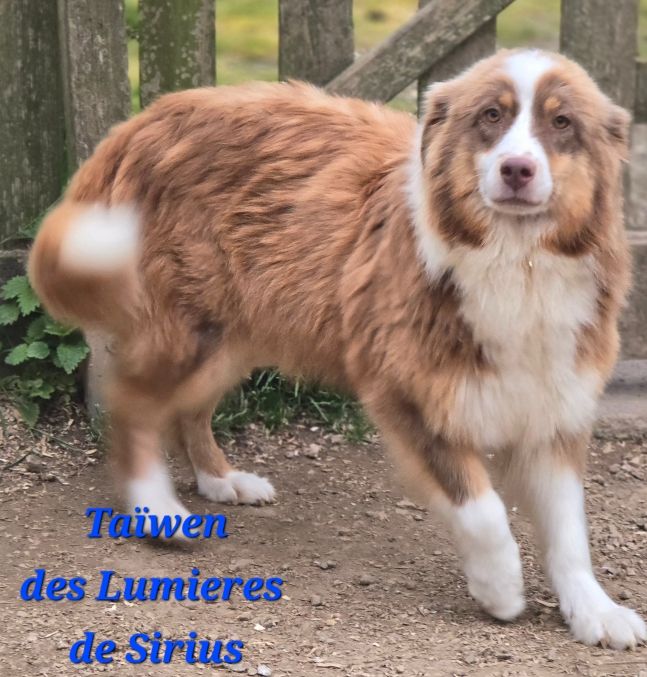 Publication : des lumières de Sirius Auteur : Earl des LumiÃ¨res de Sirius