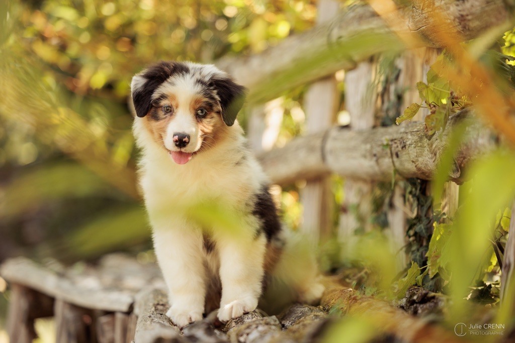 Publication : du chemin des korrigans Auteur : Julie Crenn