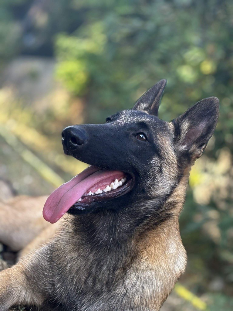 Publication : de la croix de chevalier Auteur : PESKENS SEVERINE