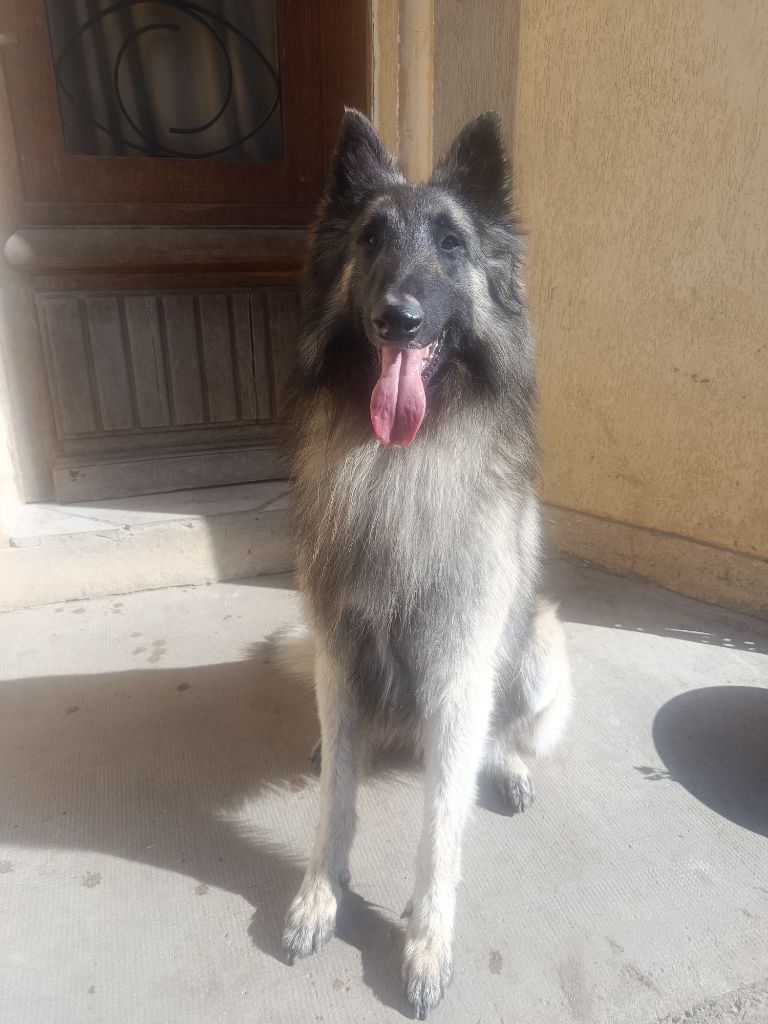 Publication : Elevage De L'Espoir Du Berger 