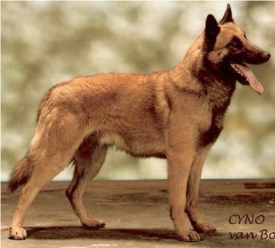 CH. Cyno Van bouwelhei