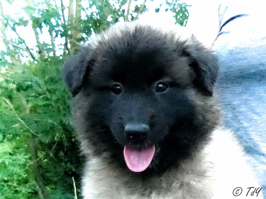 Publication : Des Terres D'Yggdrasil 