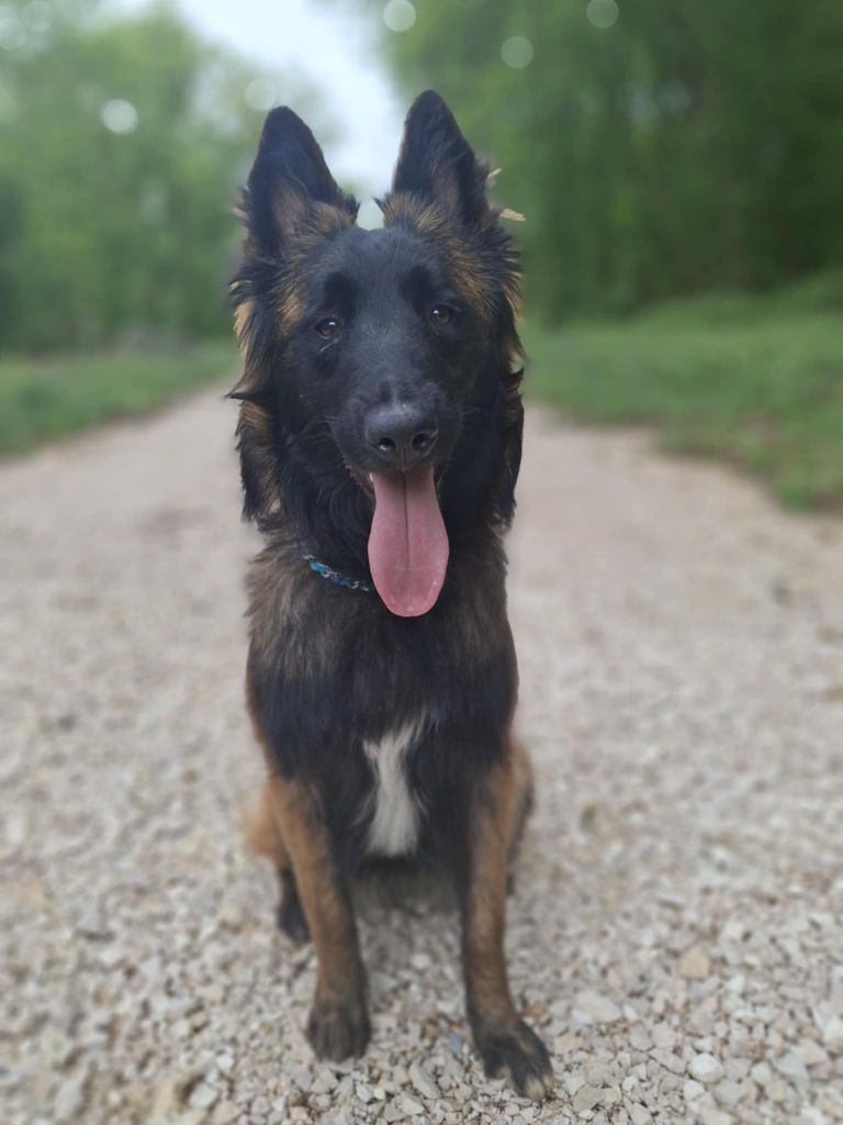 Publication : des flammes du mal Auteur : Ambrosioni