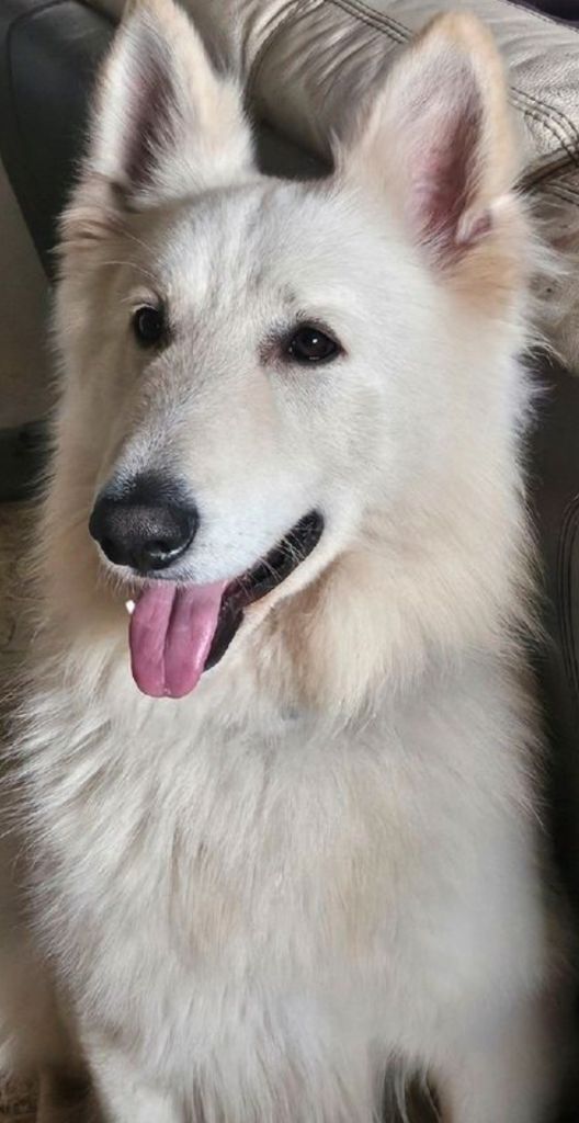 Publication : des loups modernes Auteur : Pascale Schouler