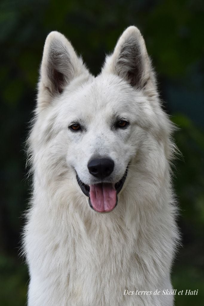 White is white fenrir du petit Duc Victoria