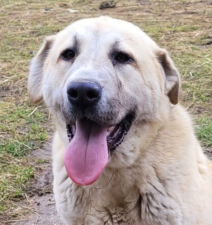 Publication : Des Preux De Saint-lieu 