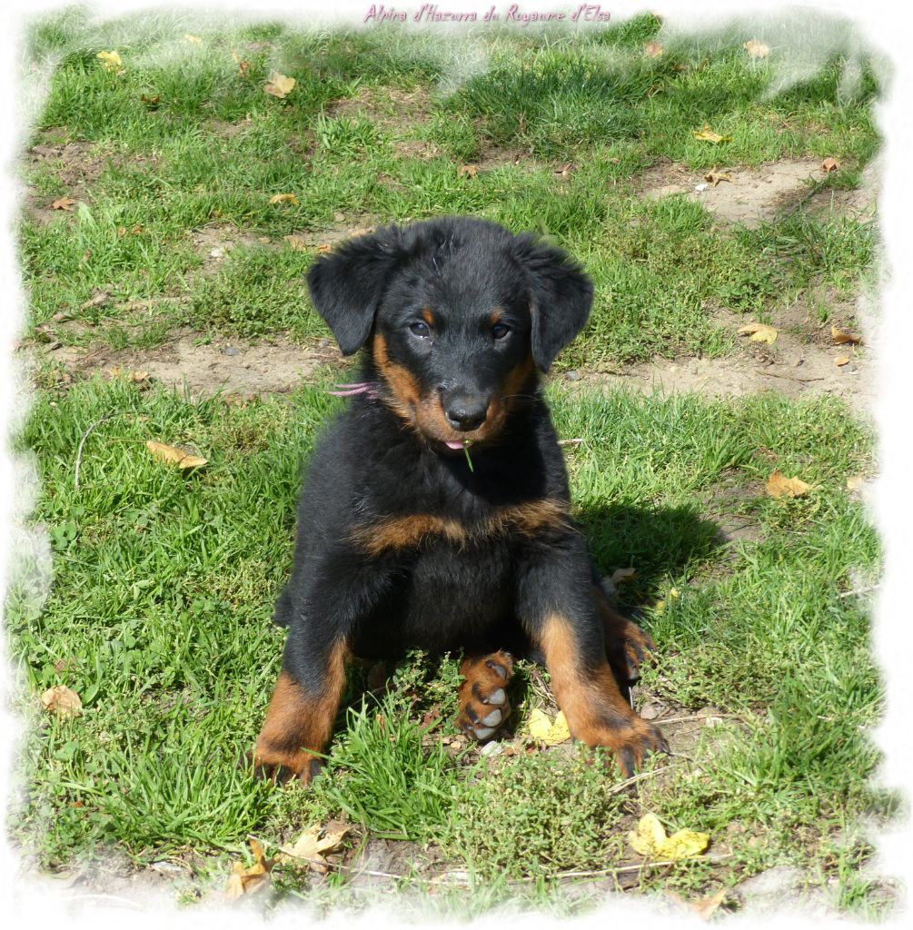 Publication : du Royaume D'Elsa Auteur : AgnÃ¨s du Royaume d'Elsa