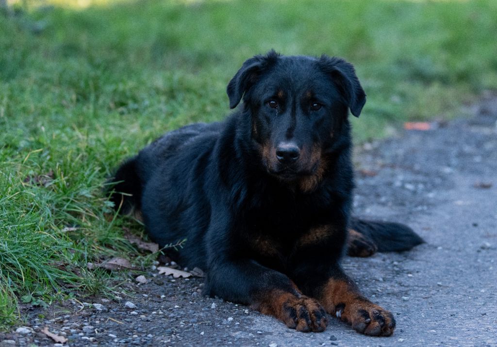 Publication : De la Bergerie d'Elan 