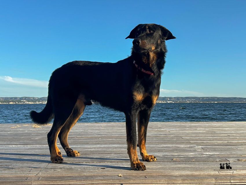 Publication : Des Gardiens De Provence Auteur : Florence SILVY