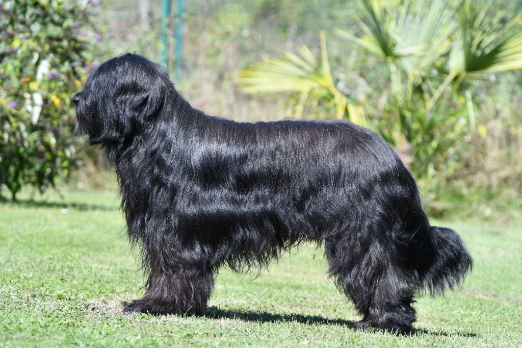 Publication : Des Bergers des Mille et Une Nuit Auteur : Gervaix Michaux