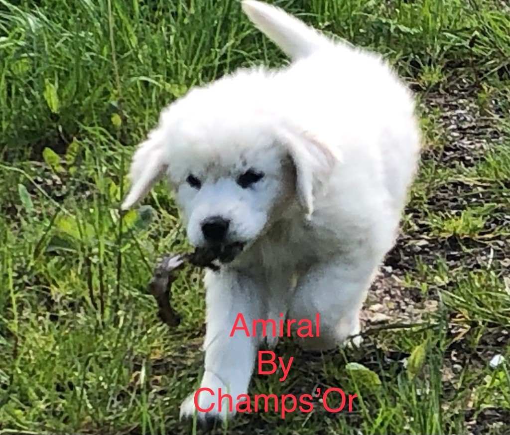 Publication : By Champs'Or 