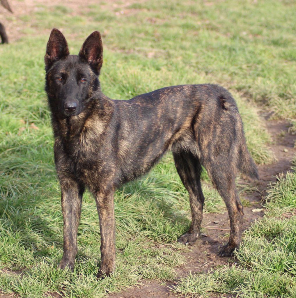 Publication : des crocs d'eben Auteur : Crocs d'Eben 