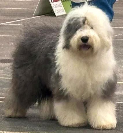 Publication : du moulin du pont Auteur : mdp