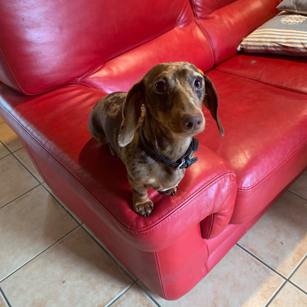 Publication : de la grille blanche Auteur : Jean Robert