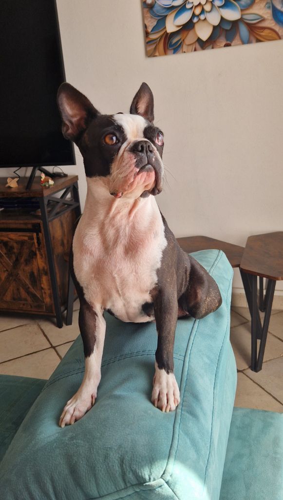 Publication : De La Belle Camargue Auteur : F Tudela 