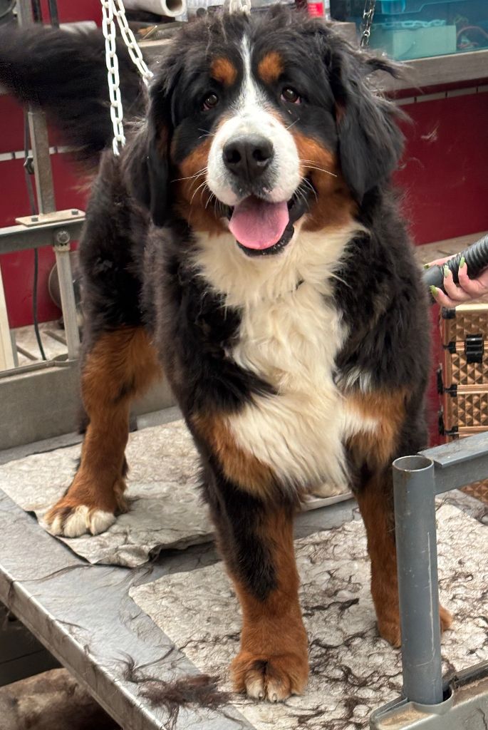 Publication : de la tremblaie téchonière Auteur : la T.T