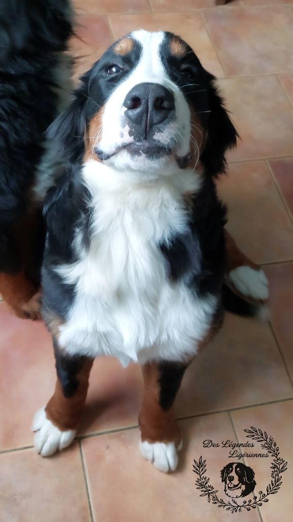 Publication : des Légendes Ligériennes