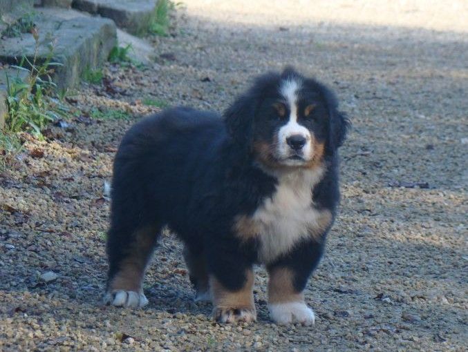 Publication : du royaume des reves