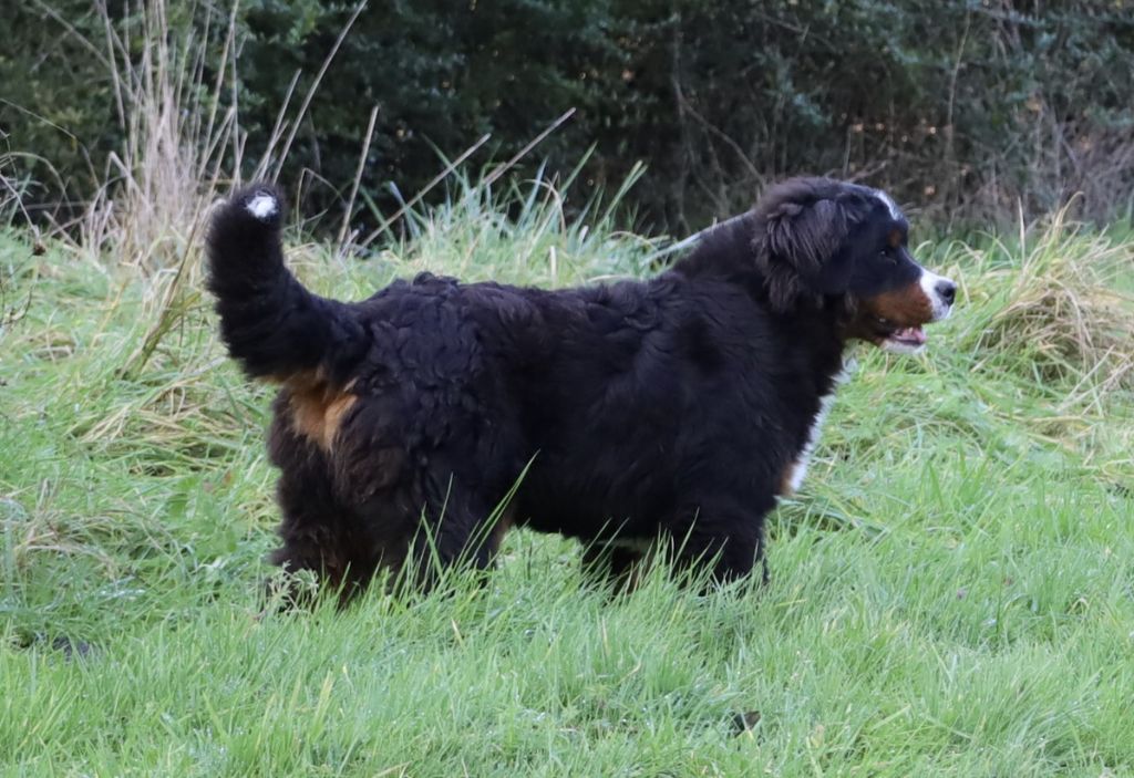 Publication : De la colline de rilhat Auteur : 6,5 mois