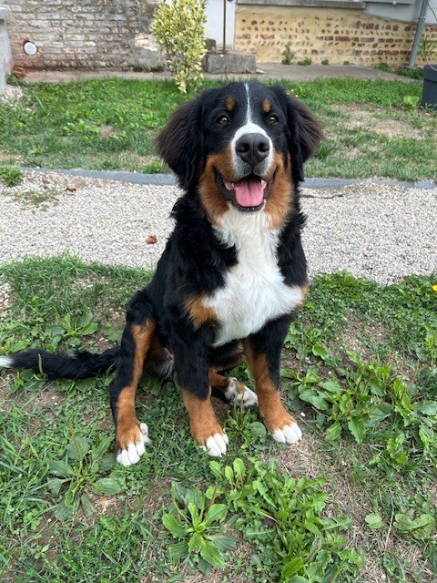 Publication : Du Domaine De L’Orchidée Céleste