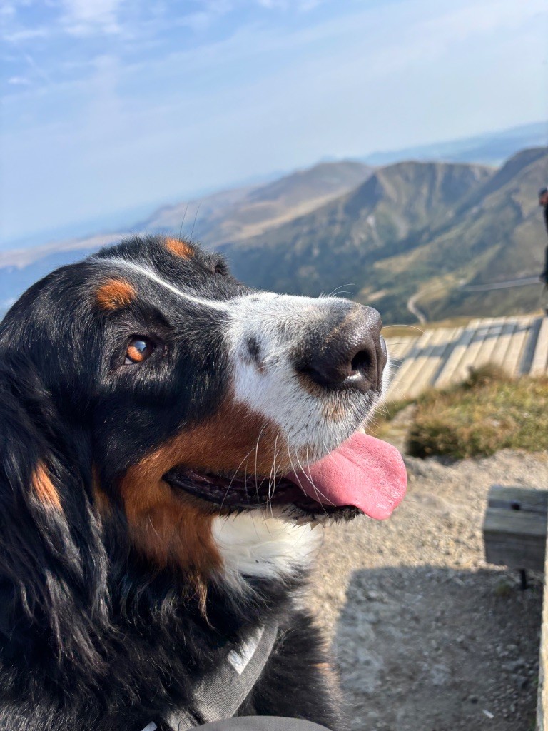 Publication : Du Réveil Du Phenix Auteur : Christelle Legrand