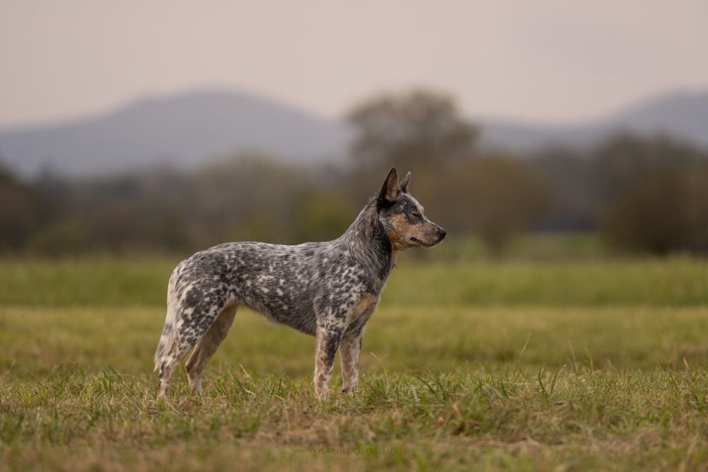 Publication : Catching Spots 