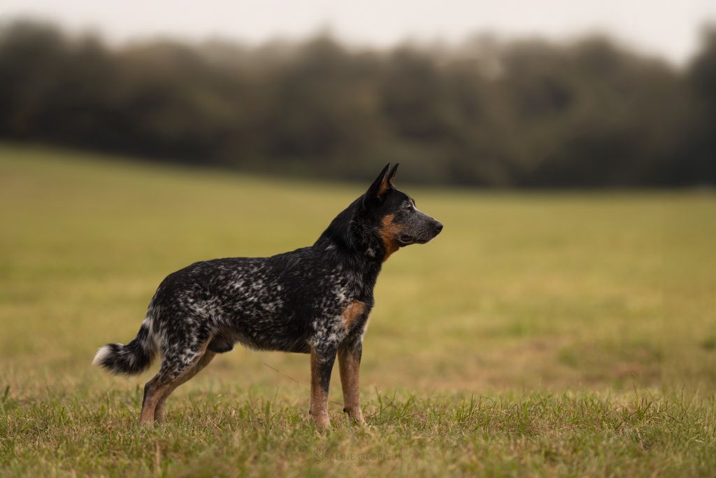 Publication : Catching Spots 