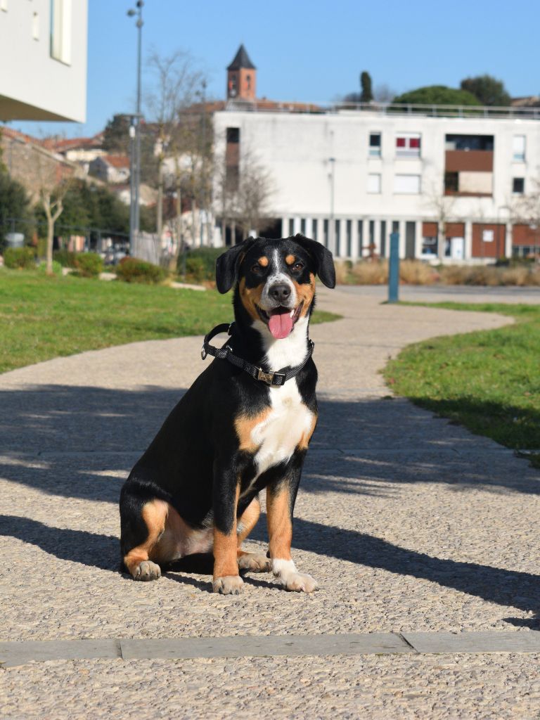 Publication : De Leyristone