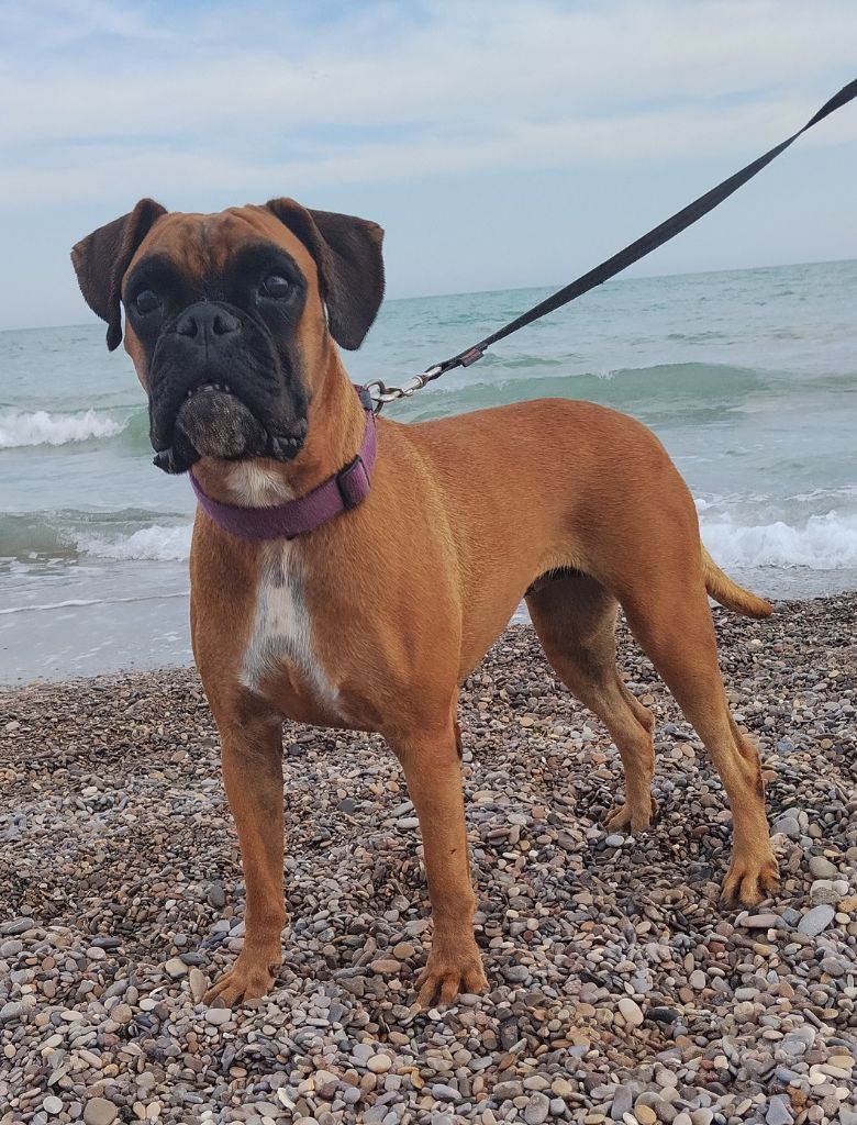 Publication : De Cans D'aragon Auteur : Esmeralda SAIZ GARCÍA