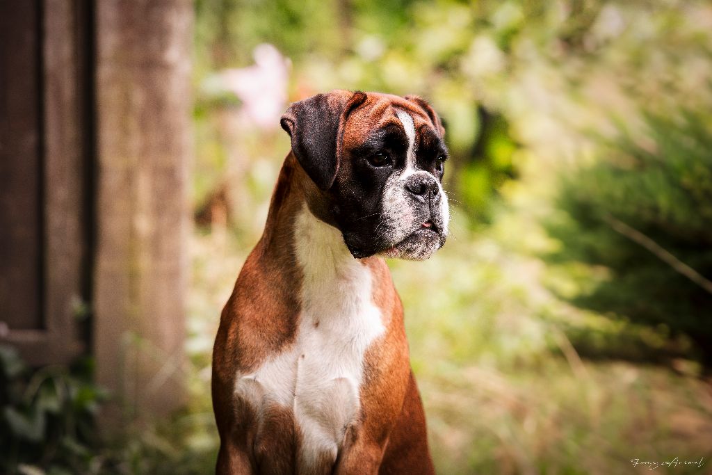 Publication : de Bellemanie Auteur : Focus Animal