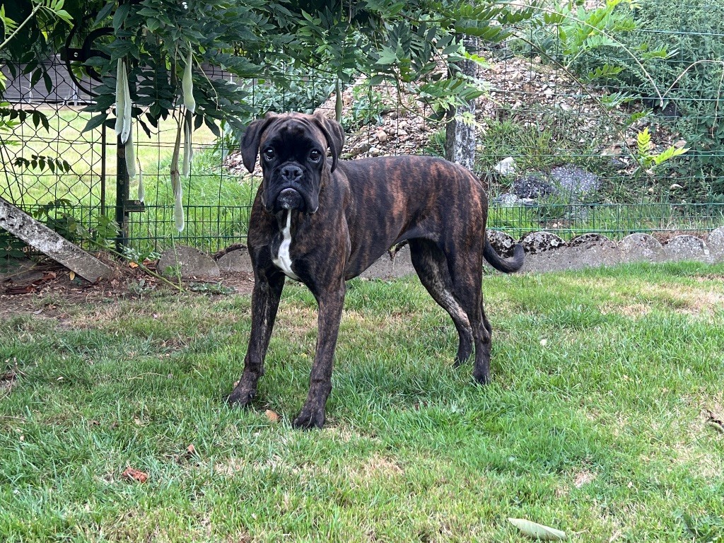 Publication : des Gardiens De La Cité Des Anges Auteur : COTTENET Valerie