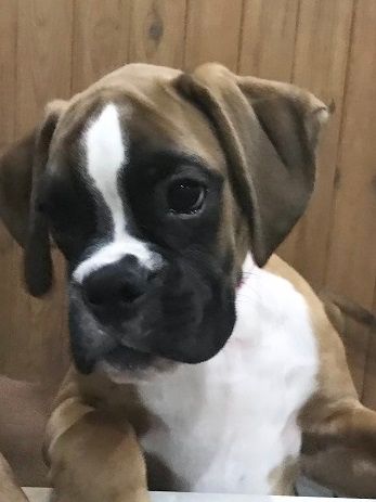 Publication : des Sources du Fond de Laye Auteur : SDFDL