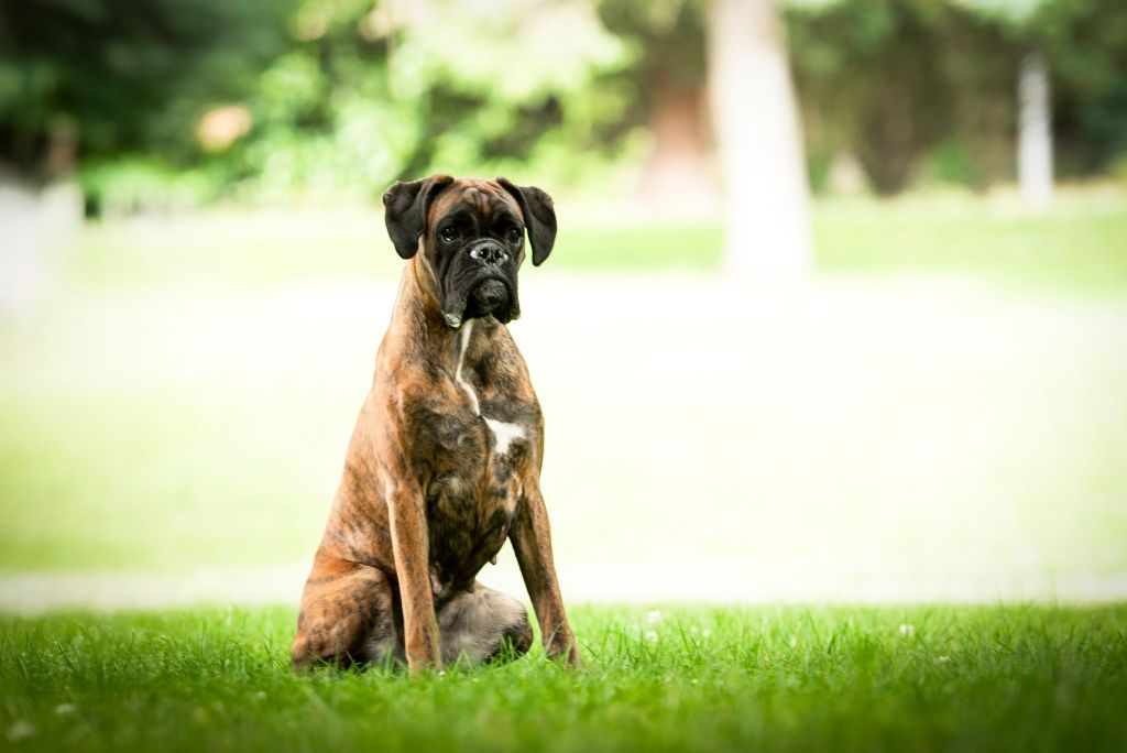 Publication : Des Alérions D'Argent 