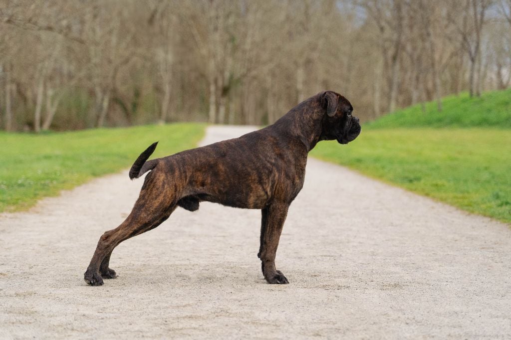 Publication : White Back 