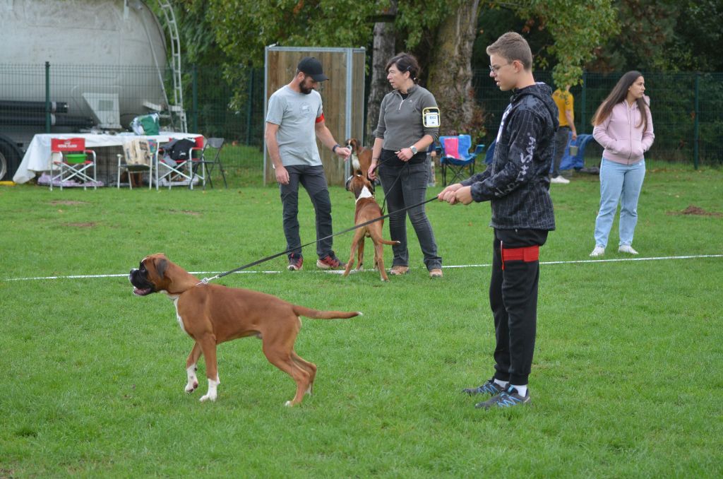 Publication : Des Alérions D'Argent 