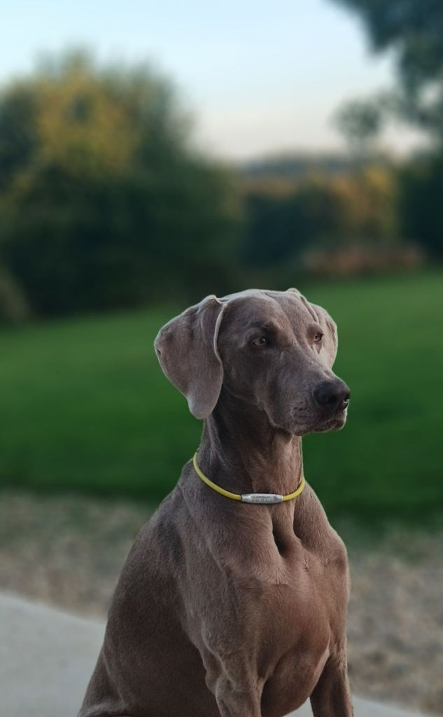 Publication : Des Fantômes Gris De La Sélune Auteur : FGS