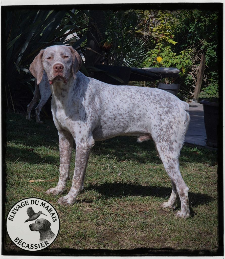 Publication : du Marais Becassier 