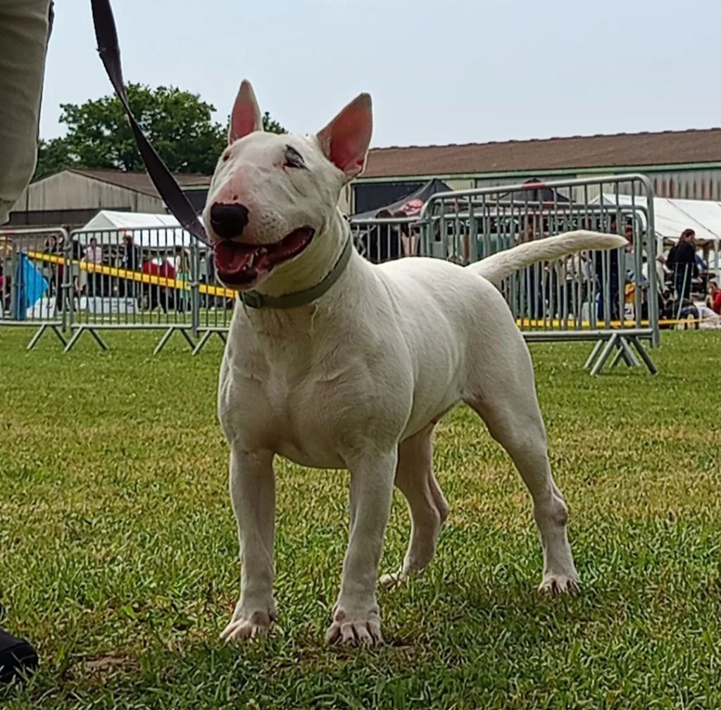 Publication : Oh My Silver Bull